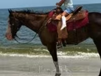 Yegua, American paint horse — foto 1
