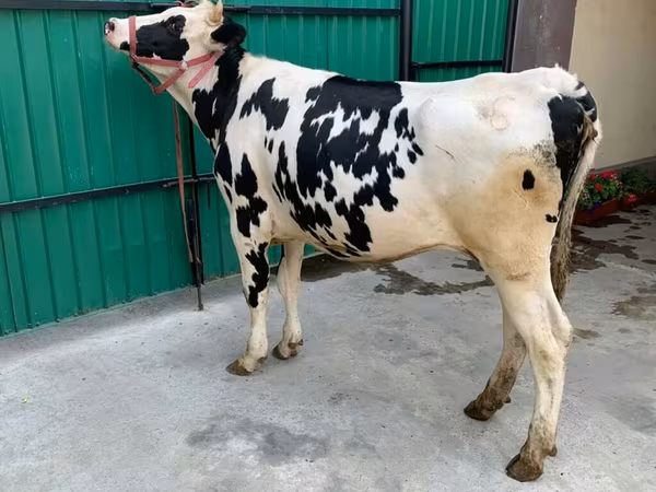 Vaca, Raza Holstein