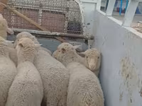 Schaf, Merino sheep — Foto 2