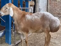 Widder, Arashan sheep — Foto 4