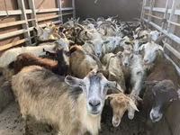 母羊, Sheep — 照片 4