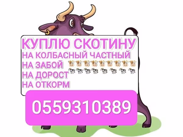 Бык, Коровы — Кыргызстан
