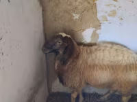 كبش, الأغنام — الصورة 1