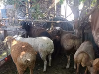 نعجة, Rhon sheep — الصورة 1