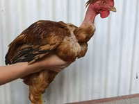 Chickens — Foto 1