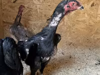 Chickens — Foto 6