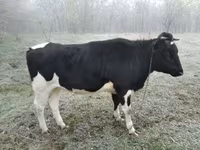 母牛, Cattle — 照片 5