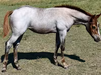 Stute, Quarter Horse — Foto 7