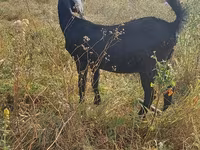 Ziege, Nubian Goat — Foto 2