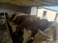 Bulle, Simmental cattle — Foto 4