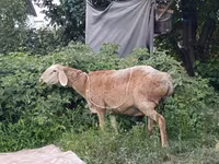 Oveja, Arashan sheep — foto 2
