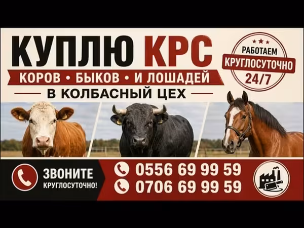 Бык, Коровы