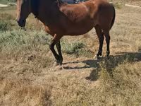 母马, Horses — 照片 5