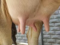 Kuh, Swiss cattle — Foto 2