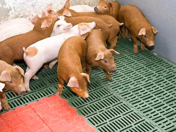 Eber, Schweine