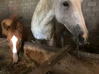 فرس, الخيول — الصورة 1