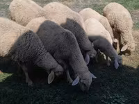 Ram, Sheep — photo 1