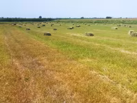 Сено в тюках в поле 800 тюков внутри зелёный 28-30кг ✅ Натуральное — фото 5