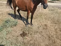 母马, Horses — 照片 3