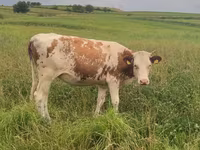 Vaca, Ganado vacuno — foto 4