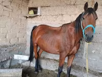 Yegua, Caballos — foto 3