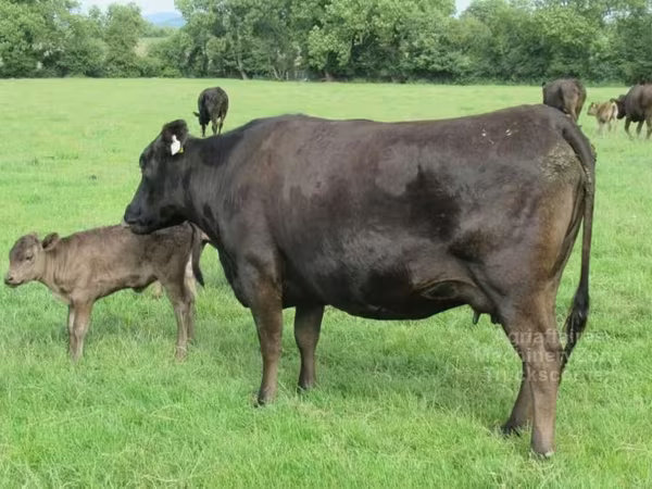 Kuh, Wagyu