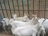 Billy Goat, Boer goat — photo 6
