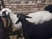 نعجة, الأغنام — الصورة 2