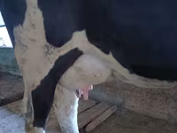 Kuh, Russian Black pied cattle — Foto 2