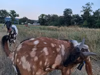 Cabro, Nubian Goat — foto 2