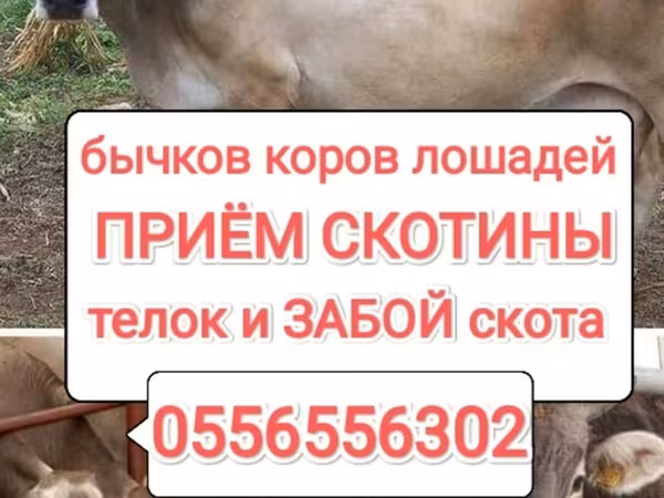 Бык, Коровы