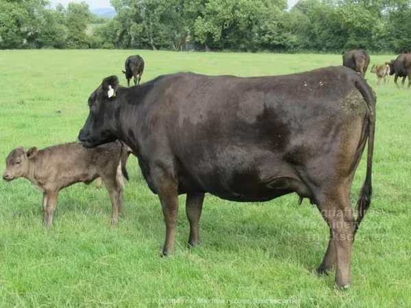 Wagyu