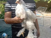 Chickens — Foto 1