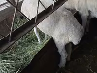 Oveja, Ovejas — foto 1