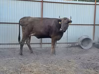 Kuh, Swiss cattle — Foto 2