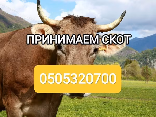 Бык, Коровы — Кыргызстан