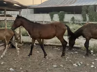 فرس, الخيول — الصورة 4