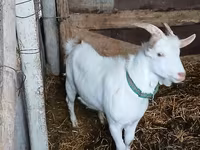 公山羊, Saanen goat — 照片 3