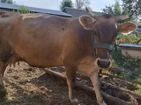 بقرة, Swiss cattle — الصورة 1