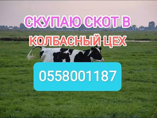 Бык, Голштинская порода