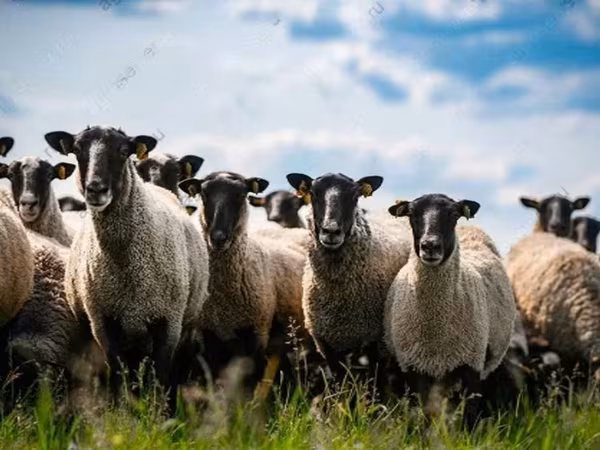 كبش, Hissar sheep