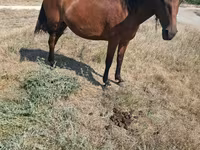 母马, Horses — 照片 2