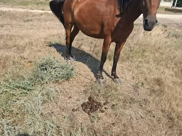 母马, Horses