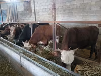 Toro, Ganado vacuno — foto 3