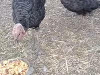 Turkeys — الصورة 3