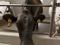 Cow, Holstein breed — photo 5