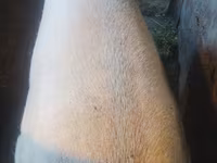 नर सूअर, Ландрас — फ़ोटो 2