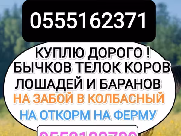 Бык, Коровы — Кыргызстан