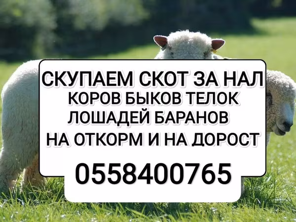 Бык, Коровы — Кыргызстан