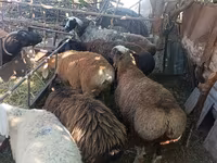 نعجة, Rhon sheep — الصورة 4
